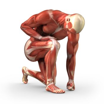 Anatomy - Kneeling Position